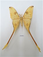 藏品(大長尾水菁蛾)的圖片